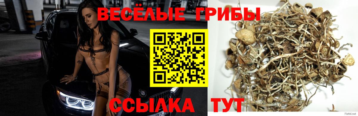 Псилоцибиновые грибы Cubensis  Псилоцибиновые грибы Psilocybe  Мурино  Вход с VPN 